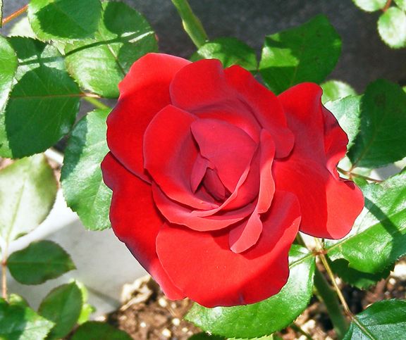 Black Cherry photo bc2013_08250013_zps62869302.jpg